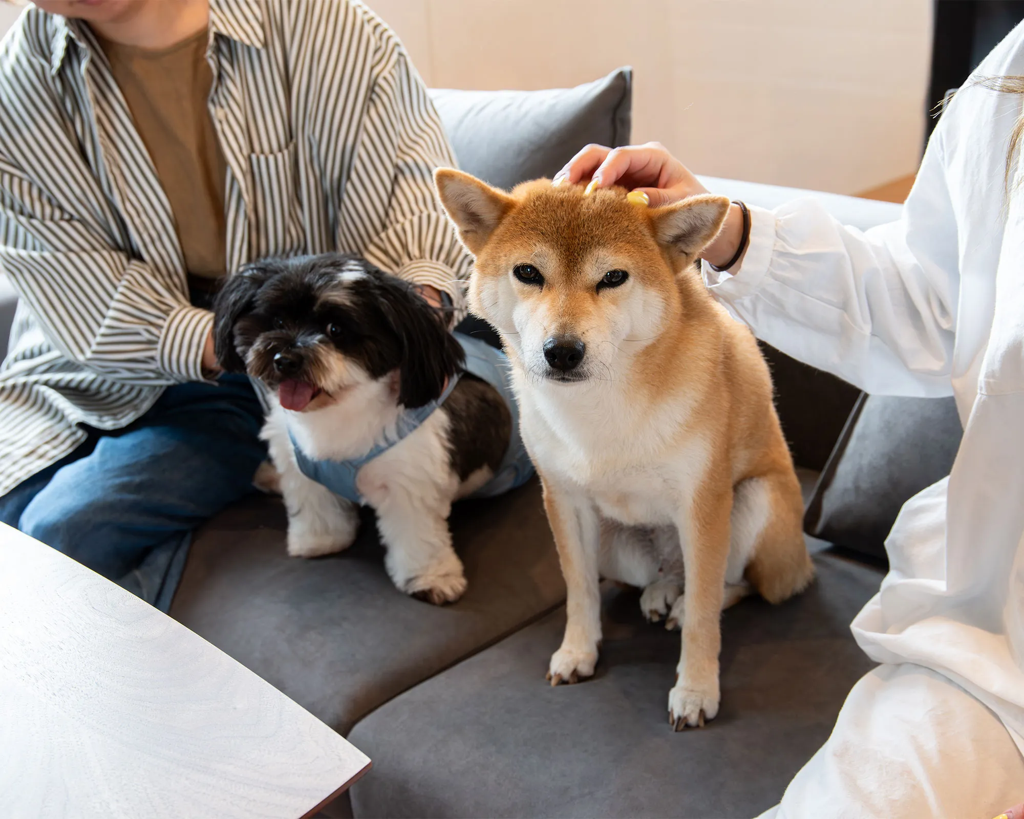 リビングでくつろぐ愛犬たち