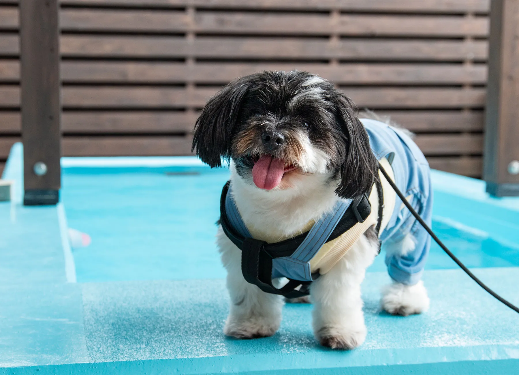 プールサイドに立つ小型犬