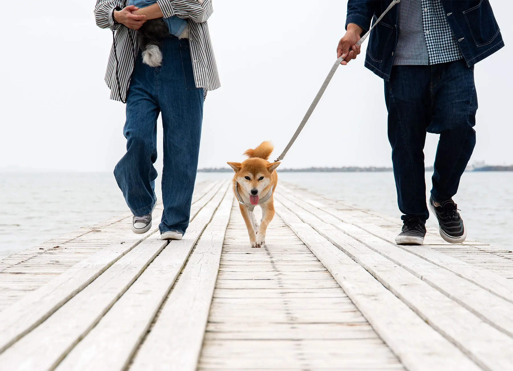 桟橋を歩く愛犬と人